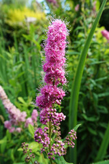 willow-herb - Spiraea salicifolia