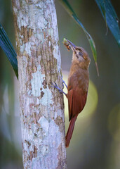 Plain-brown Woodcreeper,
Dendrocincla fuliginosa