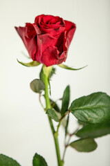 a single red rose