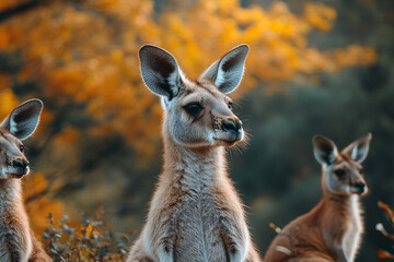 A Trio of Kangaroos Gaze Intently Against the Autumnal Backdrop