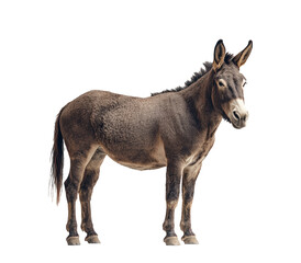 Fototapeta premium A donkey stands in front of a white wall. The donkey is looking at the camera. The image has a calm and peaceful mood