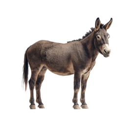 A donkey stands in front of a white wall. The donkey is looking at the camera. The image has a calm and peaceful mood
