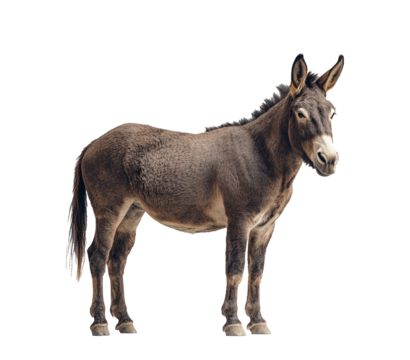 A donkey stands in front of a white wall. The donkey is looking at the camera. The image has a calm and peaceful mood