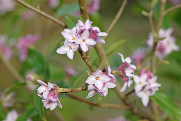 Pale pink Daphne bholua, or Nepalese Paper Plant in flower.