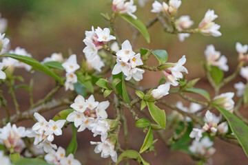 White Daphne bholua, or Nepalese Paper Plant in flower.
