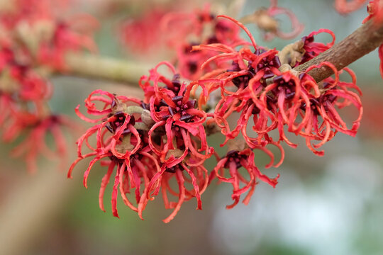 Red Hamamelis x intermedia &lsquo;Rubin&rsquo;, winter witch hazel in flower.