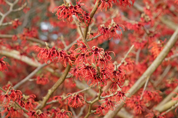 Red Hamamelis x intermedia ‘Rubin’, winter witch hazel in flower.