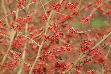 Red Hamamelis x intermedia ‘Rubin’, winter witch hazel in flower.