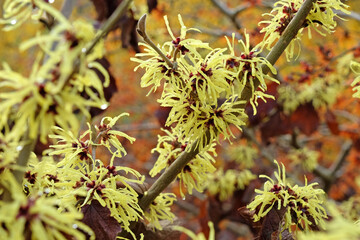 Bright yellow Hamamelis x intermedia ‘Sunburst’, winter witch hazel in flower.