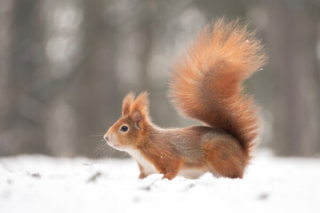 Squirrel in a snowy forest
