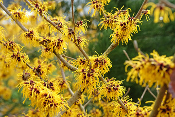 Golden yellow Hamamelis x intermedia ‘Barmstedt Gold’, winter witch hazel in flower.