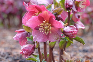 Helleborus, also known as hellebore, snow rose, lenten rose, ‘Ice And Roses Red’ in flower