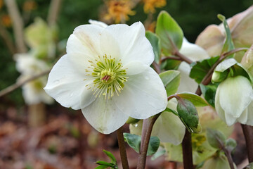 Helleborus, also known as hellebore, snow rose, lenten rose, ‘Ice And Roses White’ in flower