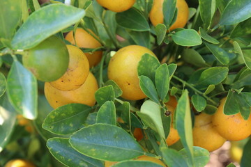 Oranges on the tree in the garden