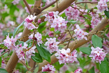 White and pink Daphne bholua, or Nepalese Paper Plant ‘Peter Smithers’ in flower.