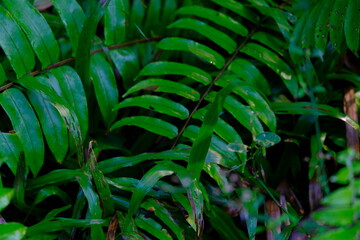 Obraz premium Close up of green fern leaves as a background with text space
