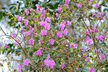 Dainty early flowering purple Rhododendron dauricum ‘Mid winter’ in bloom.