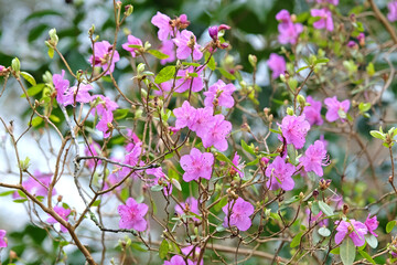 Dainty early flowering purple Rhododendron dauricum ‘Mid winter’ in bloom.