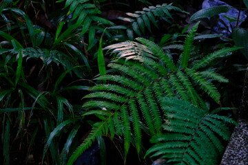 Close up of green fern leaves as a background with text space