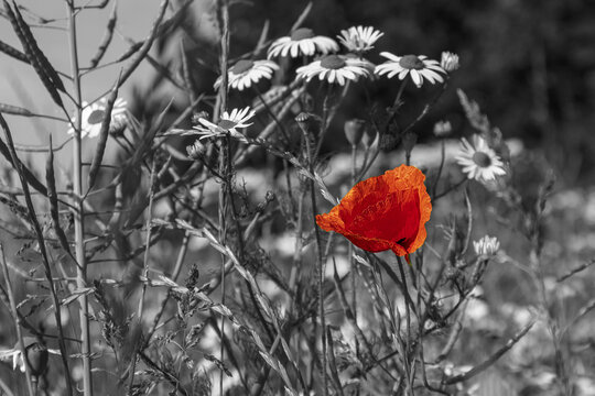 Red poppy flower on a desaturated background. Black and white photo with a red poppy flower.