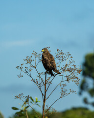 gavião-carijó
Rupornis magnirostris
