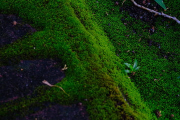 Close up of green fern leaves as a background with text space