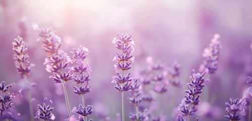 Lavender transitions to muted lilac, with smooth textures evoking a serene and sophisticated visual balance.