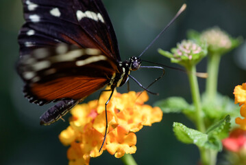 Macro photography of an orange butterfly in nature