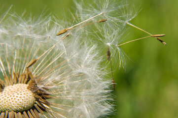 close up of dandelion
