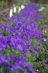 Bed of purple Viola flowers, Derbyshire England
