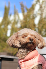 春を感じているトイ・プードル