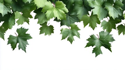An image of a vine with leaves. Green wild grape leaves on a vine. High resolution transparent colors background. A picture of a vine adorned lifestyle with foliage.