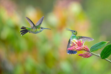 Violet-fronted Brilliant,
Heliodoxa leadbeateri