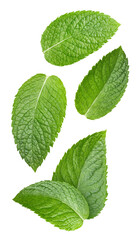 Green mint leaf. Mint leaves on isolated background. Mint leaf with clipping path