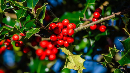 Frutos rojos y hojas verdes de un acebo