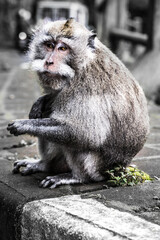 Affe an der Straße