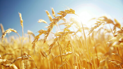 Golden wheat field under bright blue sky, showcasing beauty of nature and agriculture. sunlight enhances vibrant colors, creating serene and peaceful atmosphere