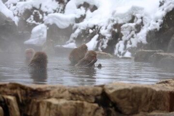 Snow monkeys appear in Japanese hot springs in Japan