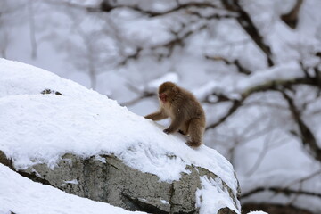 Snow monkeys appear in Japanese hot springs in Japan