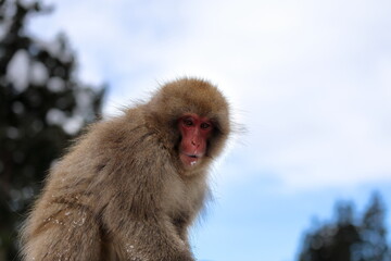 Snow monkeys appear in Japanese hot springs in Japan