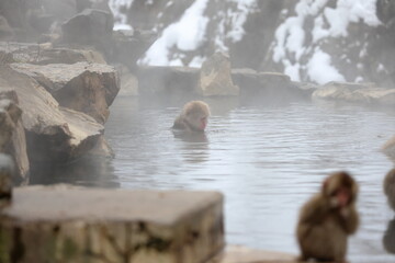 Snow monkeys appear in Japanese hot springs in Japan