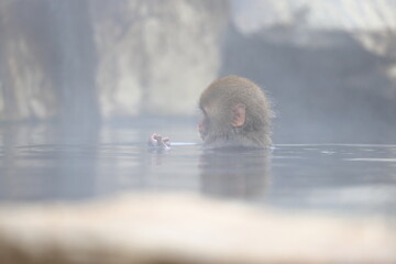 Snow monkeys appear in Japanese hot springs in Japan