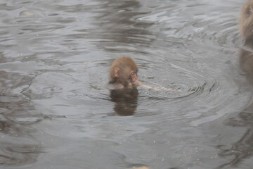 Snow monkeys appear in Japanese hot springs in Japan