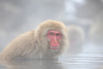 Snow monkeys appear in Japanese hot springs in Japan