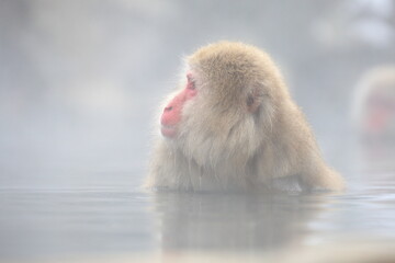 Snow monkeys appear in Japanese hot springs in Japan