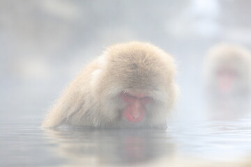 Snow monkeys appear in Japanese hot springs in Japan