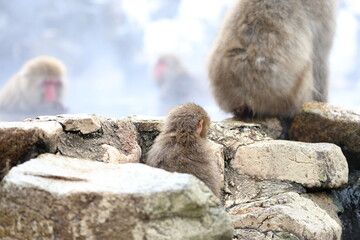 Snow monkeys appear in Japanese hot springs in Japan