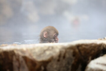 Snow monkeys appear in Japanese hot springs in Japan