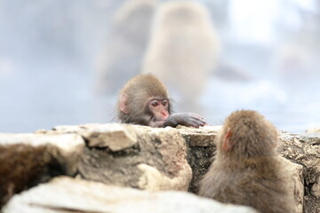 Snow monkeys appear in Japanese hot springs in Japan