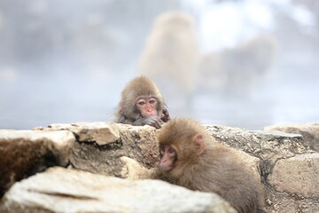 Snow monkeys appear in Japanese hot springs in Japan